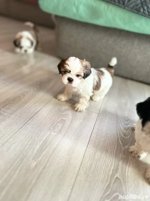 Cățeluși shitzu în căutare de căsuță nouă