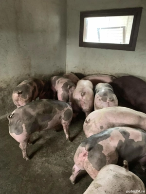 Oferta! Porci de carne rasa pietran - imagine 3