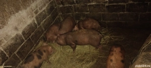 purcei 14săptămâni  - imagine 3