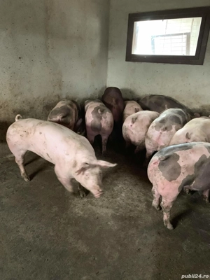 Oferta! Porci de carne rasa pietran - imagine 4