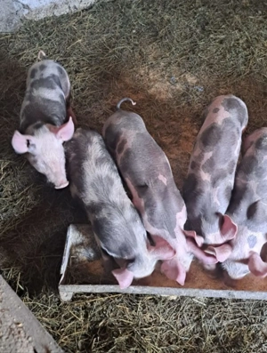 Purcei pietran pur vaccinați și deparazitați  - imagine 3