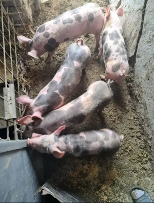 Purcei pietran pur vaccinați și deparazitați 