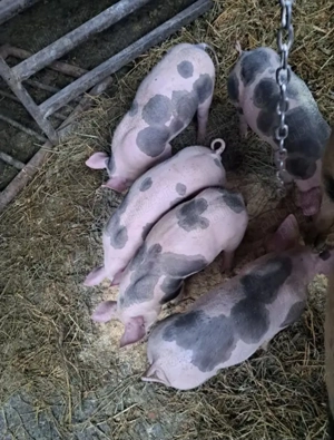 Purcei pietran pur vaccinați și deparazitați  - imagine 4