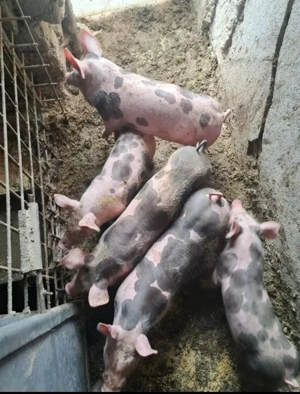 Purcei pietran pur vaccinați și deparazitați  - imagine 2