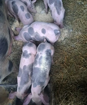 Purcei pietran pur vaccinați și deparazitați  - imagine 5