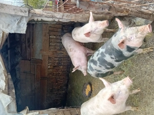 Vând porci 100-140kg pentru mai multe detalii sunați la numărul  , porci crescuți cu cereal - imagine 3