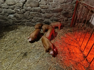 Purcei duroc de vanzare - imagine 2