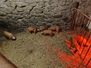 Purcei duroc de vanzare - imagine 3