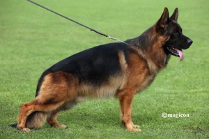 Mascul păr lung ciobănesc german  - imagine 4