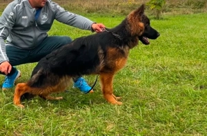 Mascul păr lung ciobănesc german 