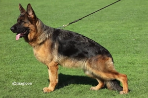 Mascul păr lung ciobănesc german  - imagine 3