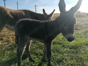 Lapte crud de măgăriță 