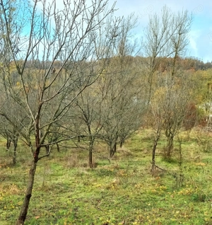 Vând  teren extravilan !