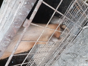 vind  purcea - imagine 2