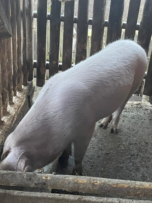 Porc viu de vanzare