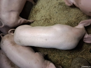 Porci pentru sarbatori  - imagine 2