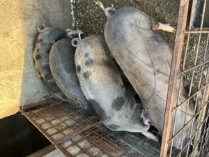 Porci pentru Craciun