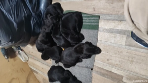 Pui cane corso - imagine 4