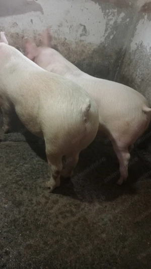 Porci crescuți bio - imagine 2