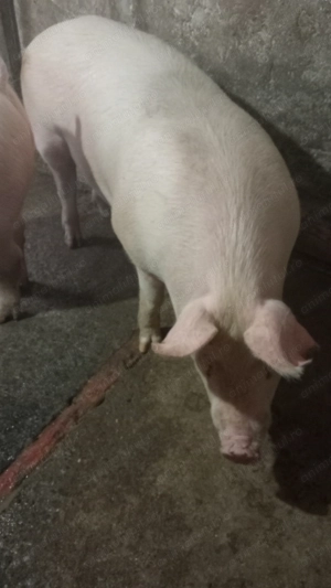 Porci crescuți bio - imagine 3