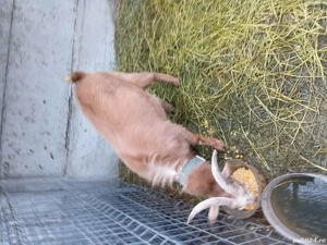 Tap tanar de vanzare - imagine 2