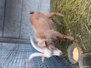 Tap tanar de vanzare