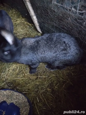 iepuri urias german - imagine 2