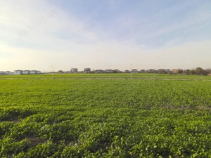 Loturi Intravilane In Rate Berceni | curent gaz asfalt iluminat | #SG1 - imagine 13