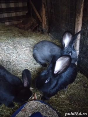 iepuri urias german - imagine 3