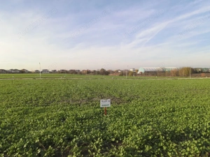 Loturi Intravilane In Rate Berceni | curent gaz asfalt iluminat | #SG1 - imagine 14