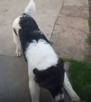 Ciobanesc de Bucovina - imagine 3