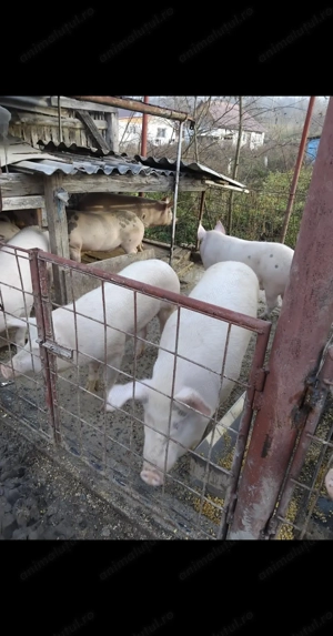 Porci de vânzare 