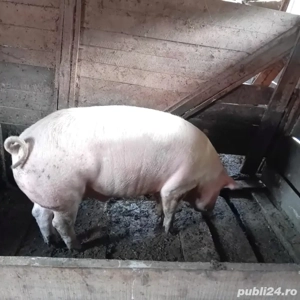 vand porc  - imagine 2