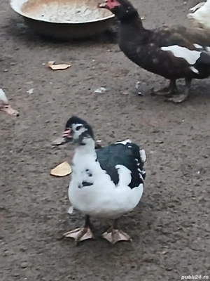 vand rațe mute - imagine 2