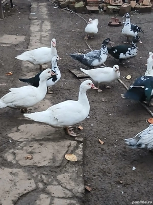 vand rațe mute - imagine 5