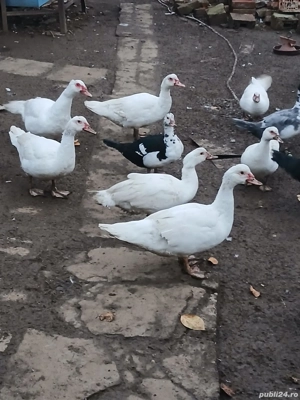 vand rațe mute - imagine 4