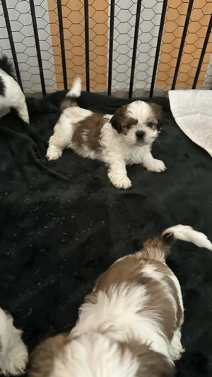Cățeluși Shitzu în căutarea unei noi căsuțe și a unei familii iubitoare 