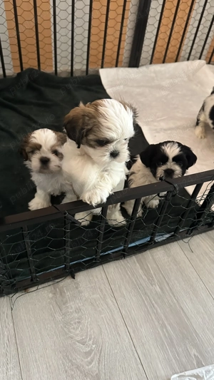 Cățeluși Shitzu în căutarea unei noi căsuțe și a unei familii iubitoare  - imagine 2