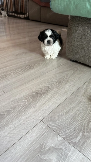 Cățeluși Shitzu în căutarea unei noi căsuțe și a unei familii iubitoare  - imagine 5