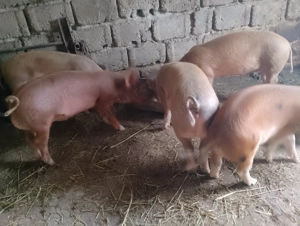 Vând purcei 3 masculi și 2femele - imagine 2