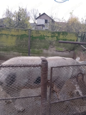 Vând porci de craciun