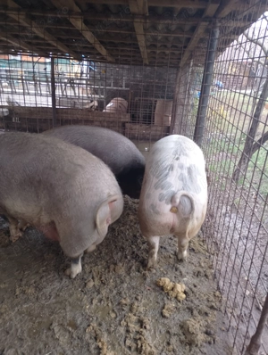 Vând porci de craciun - imagine 2