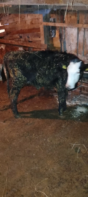 De vânzare  șapte vitei.