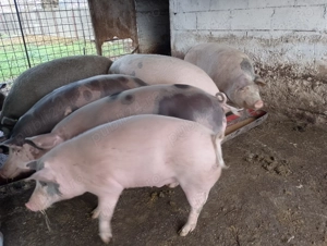 Vând porci de craciun - imagine 3