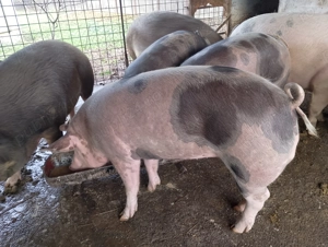 Vând porci de craciun - imagine 4