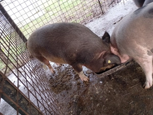 Vând porci de craciun - imagine 6