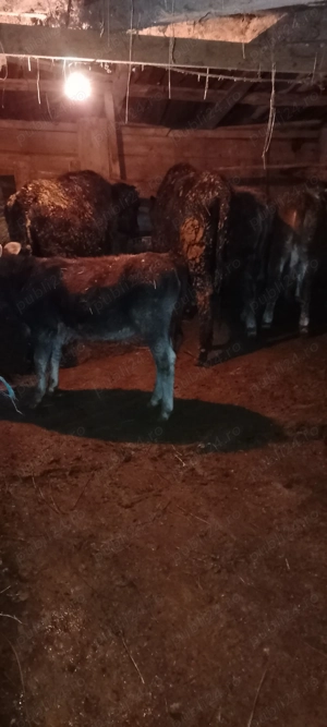 De vânzare  șapte vitei. - imagine 2