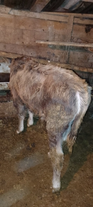 De vânzare  șapte vitei. - imagine 3