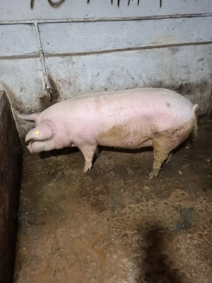 Vând porci pentru Crăciun  - imagine 4