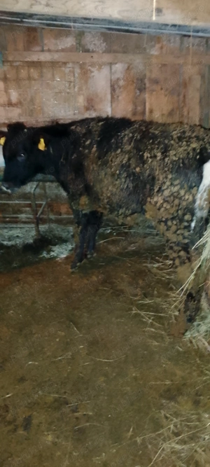 De vânzare  șapte vitei. - imagine 4